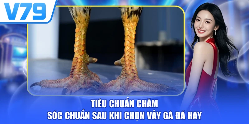 Tiêu chuẩn chăm sóc chuẩn sau khi chọn vảy gà đá hay
